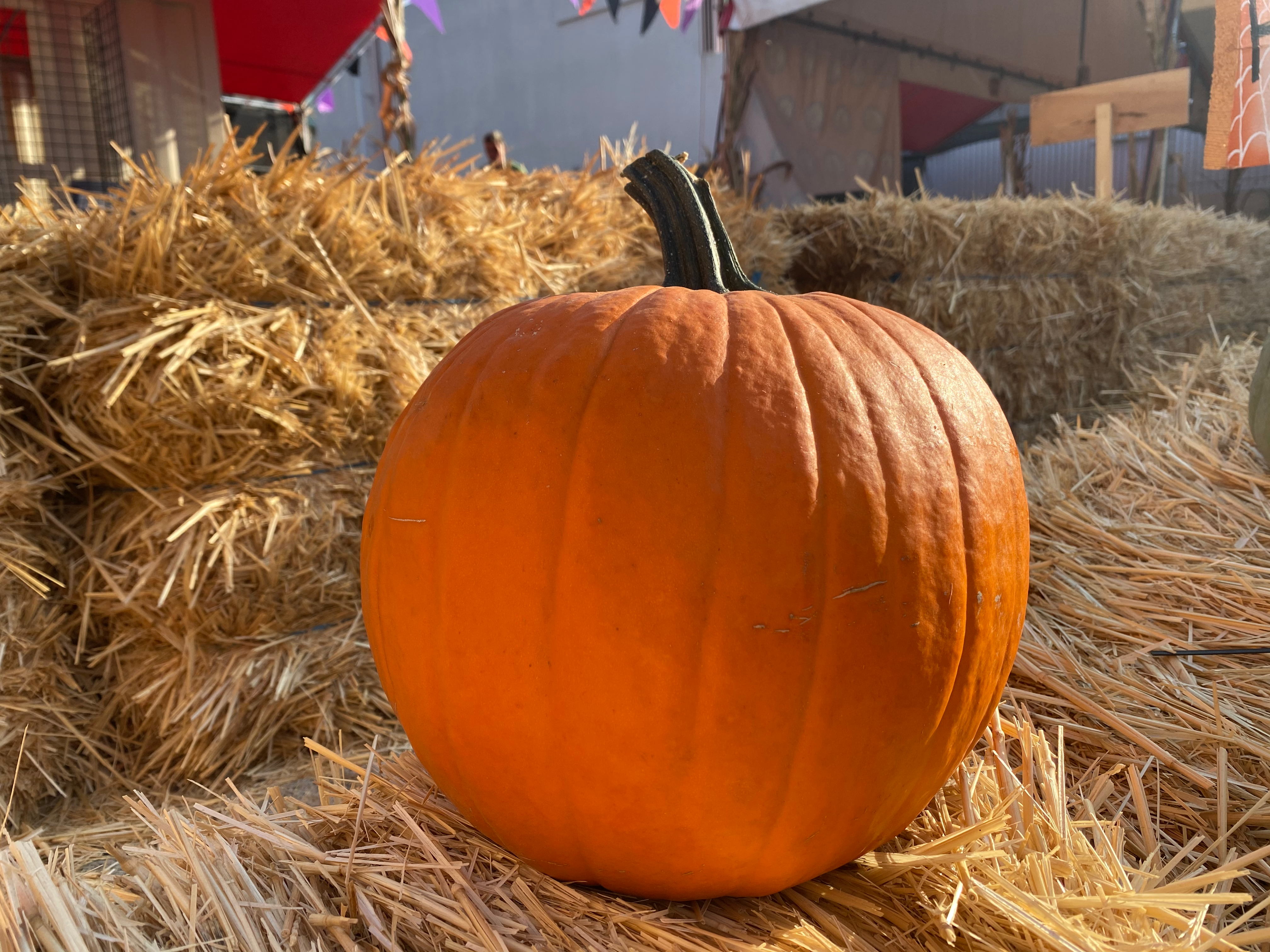 Traditional Basketball (Carving Pumpkin) - Brea