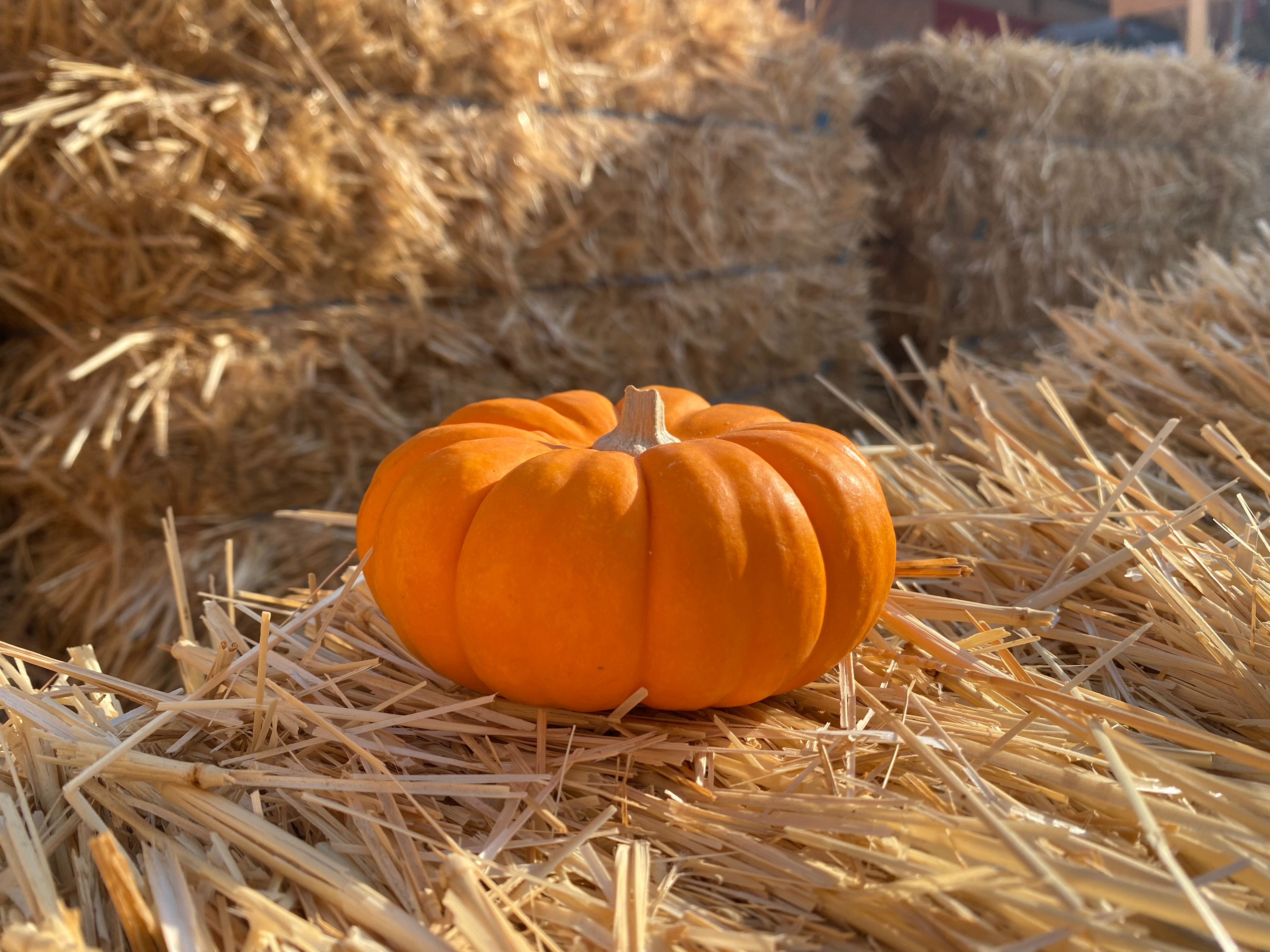 Traditional Small Orange Pumpkin - Brea