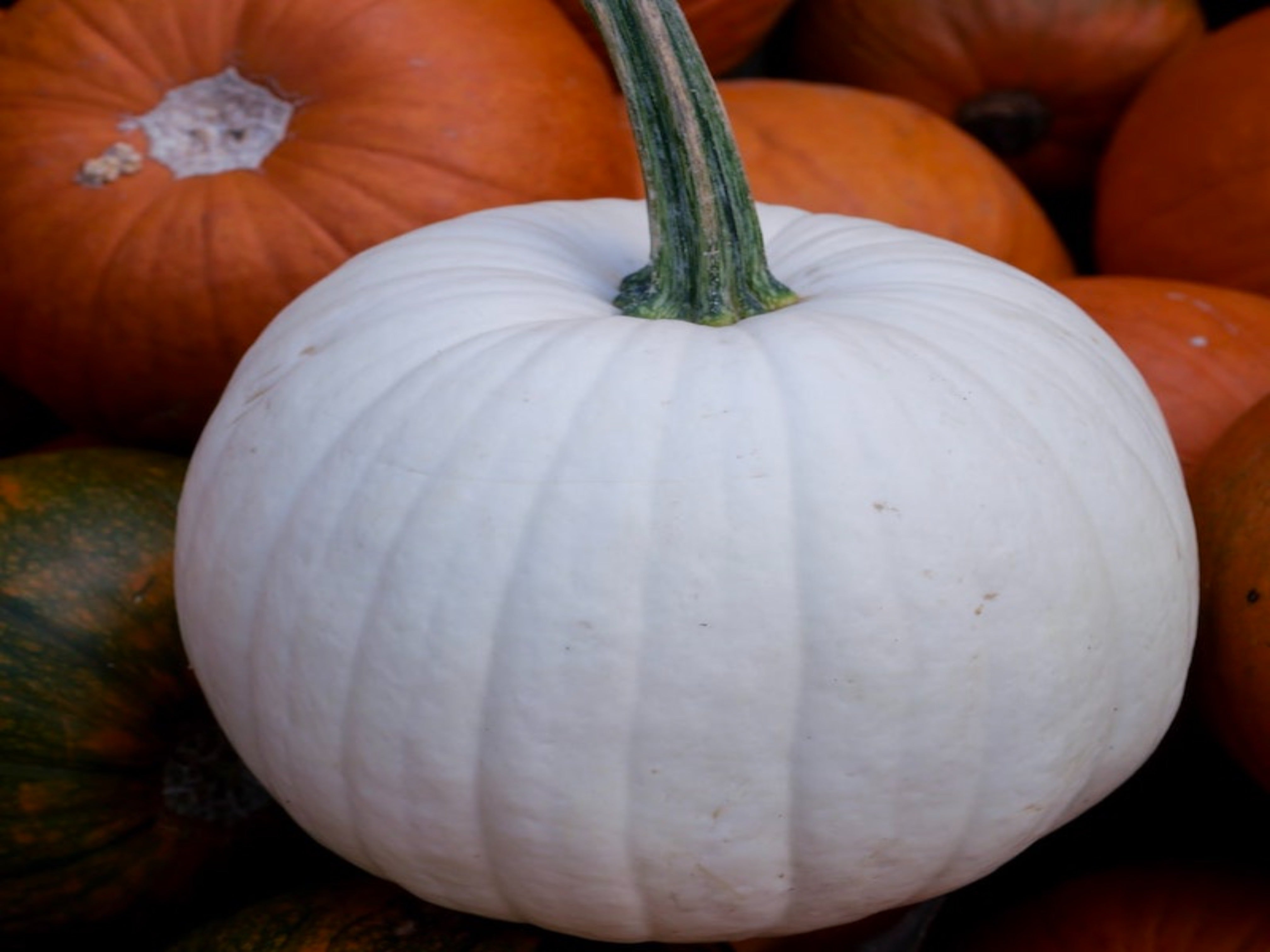 Ghost Pumpkins - Brea