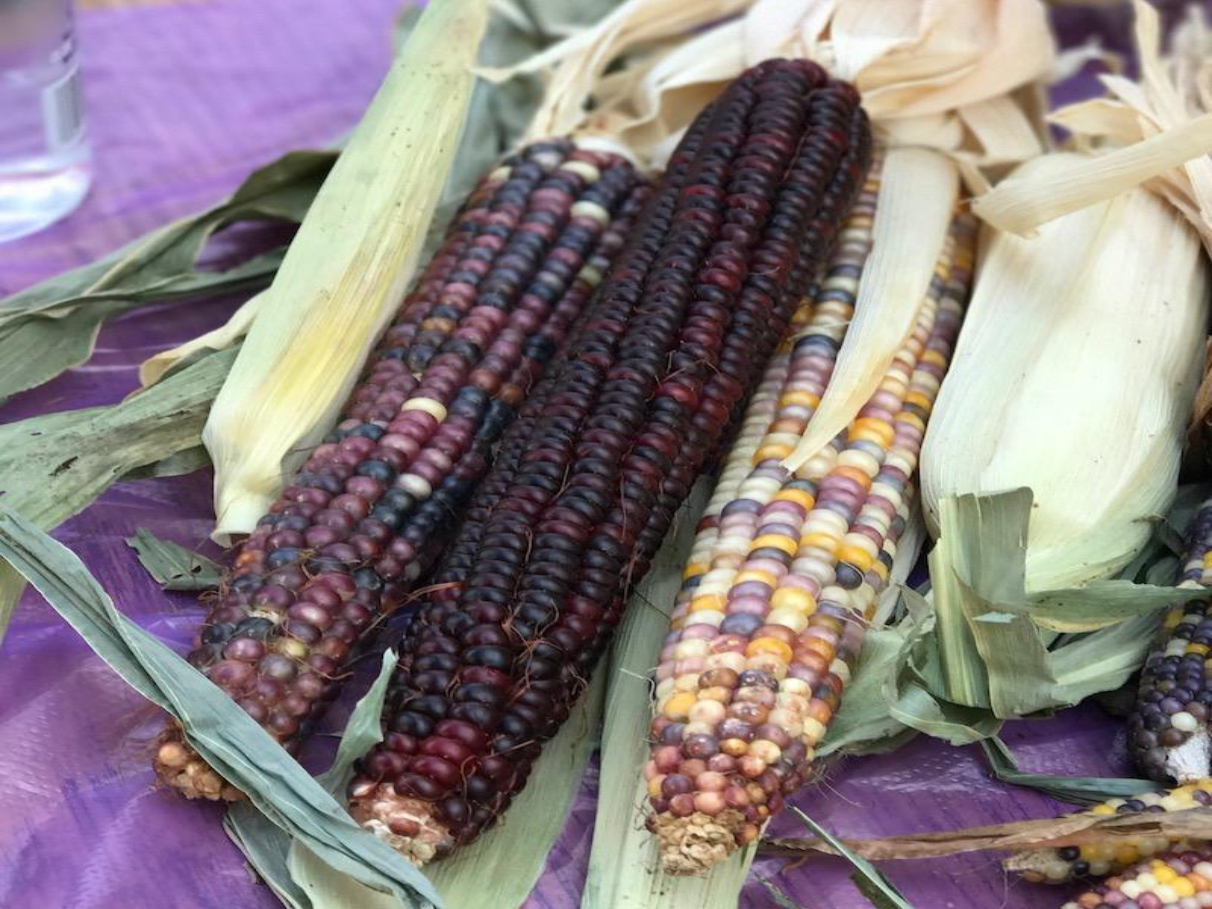 Large Indian Corn Bundle - Brea