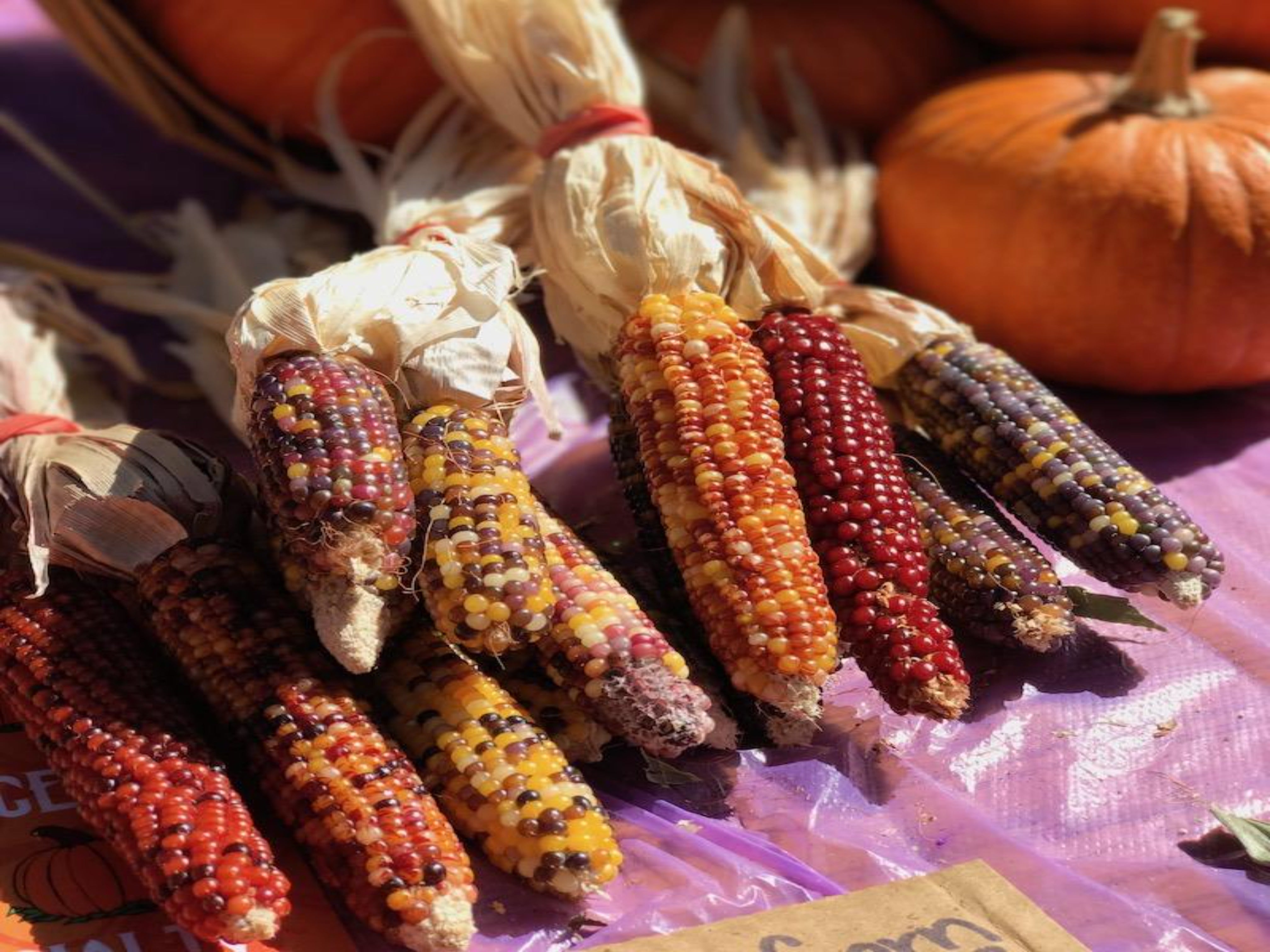 Small Indian Corn Bundle - Brea